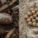 deer poop vs rabbit poop natural brown color comparison showing smooth dark oval deer pellets and lighter round rabbit droppings with ruler
