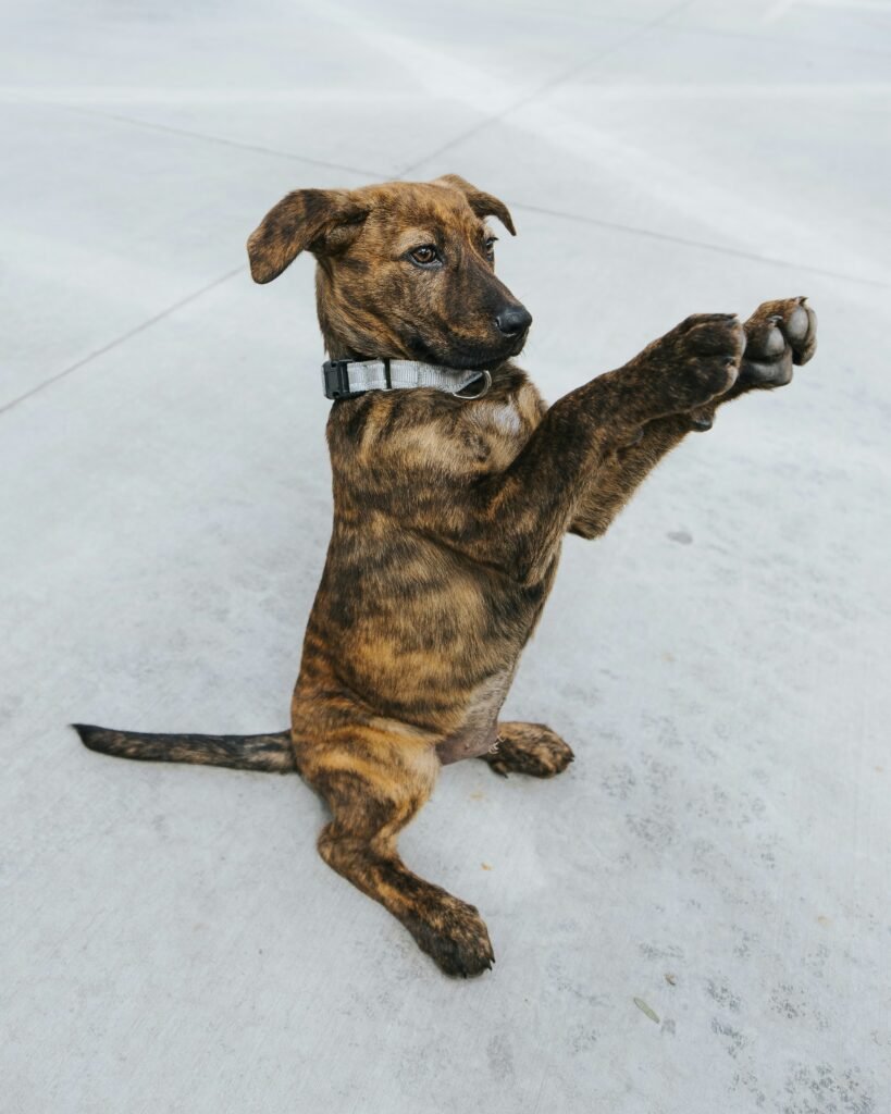 Close-up of a dog licking its paw, representing the behavior behind why does my dog lick his paws, often connected to grooming, allergies, or mild paw irritation.