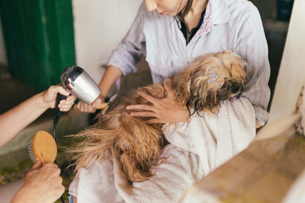 Dog receiving home care for ruptured anal-gland abscess with safe cleaning and recovery support.