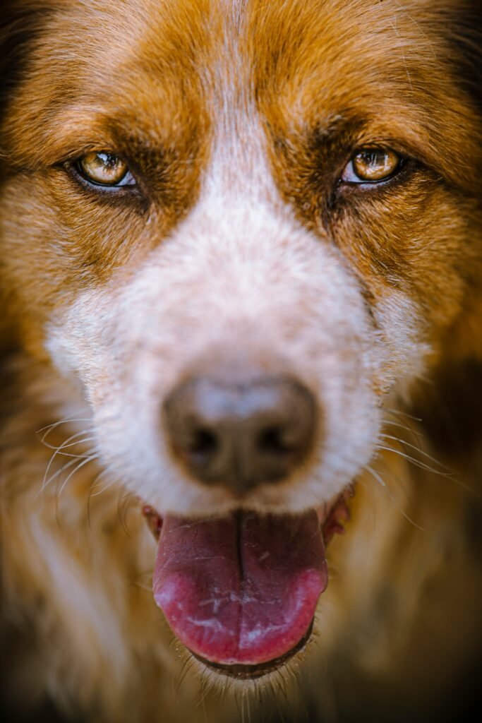 Close-up of a dog with cherry eye showing red gland protruding from the third eyelid, related to how to treat cherry eye in dogs without surgery and early supportive treatment methods.