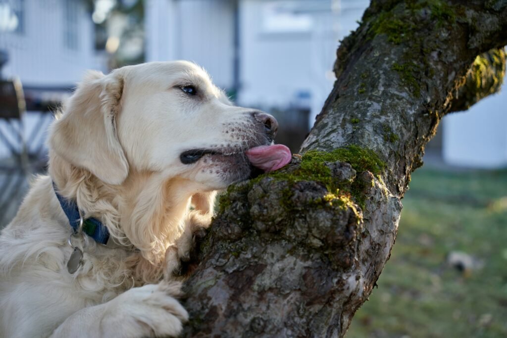 Pet dog licking its paw due to irritation, a common issue that makes owners search why does my dog keep licking his paws.