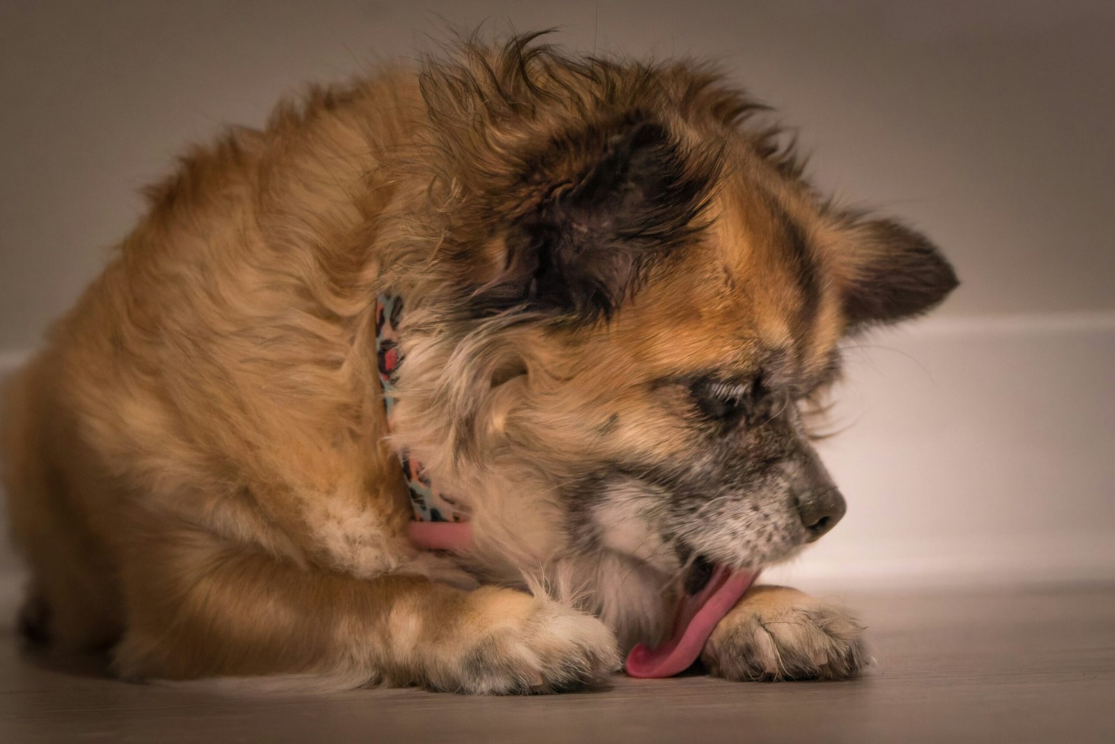 Dog licking its paw while lying on the floor, showing a common behavior owners notice when asking why does my dog keep licking his paws.
