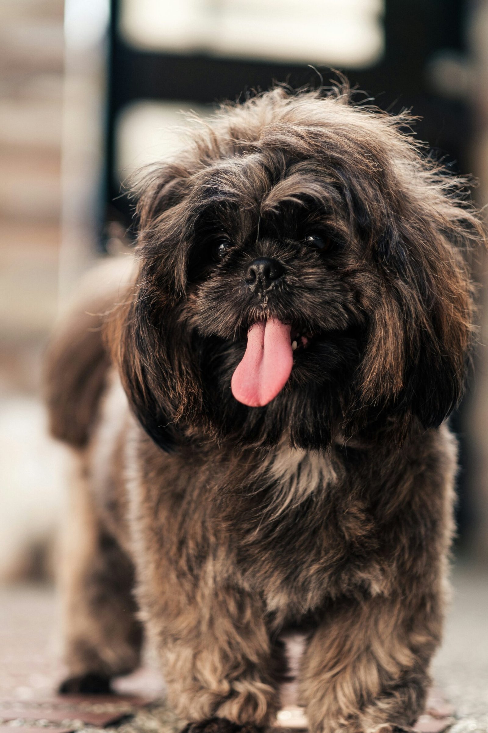 Dog licking its paw indoors, showing a common behavior related to why does my dog lick his paws and possible causes like allergies, irritation, or grooming.