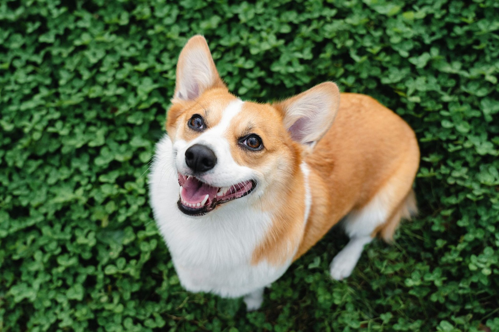 Dog eye with cherry eye condition showing third eyelid gland prolapse, explaining how to treat cherry eye in dogs without surgery through supportive eye care and monitoring.