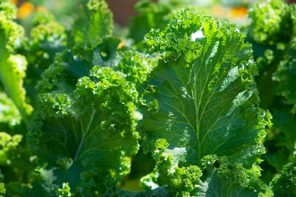 Rabe definition explaining broccoli rabe, rapini, and cruciferous vegetables.