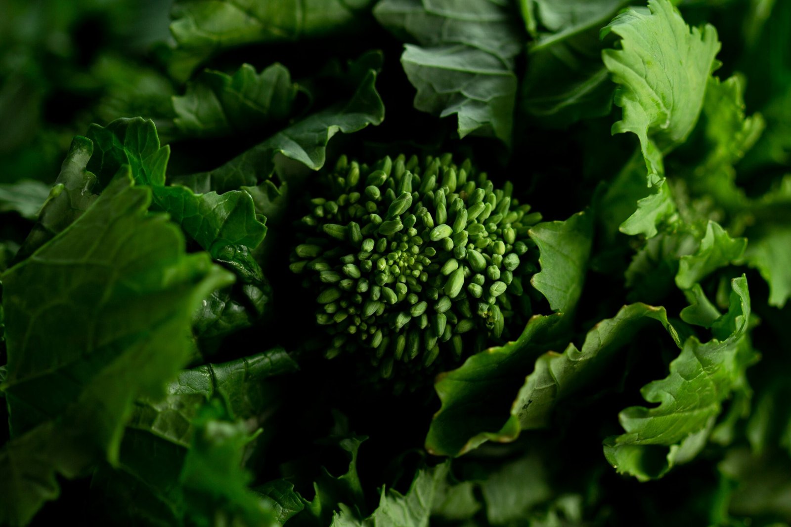 Rabe definition featuring broccoli rabe, nutrition, and cooking uses.