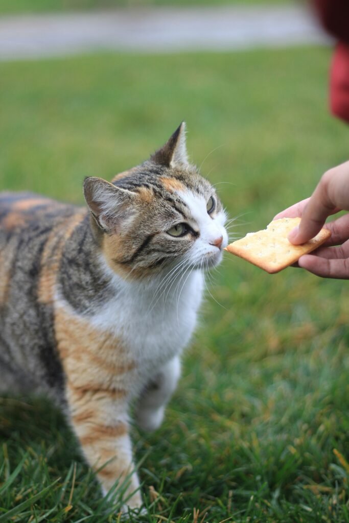 Why Do Cats Make Biscuits? guide to cat kneading, feline psychology, relaxation behavior, instinctive habits, and pet care.
