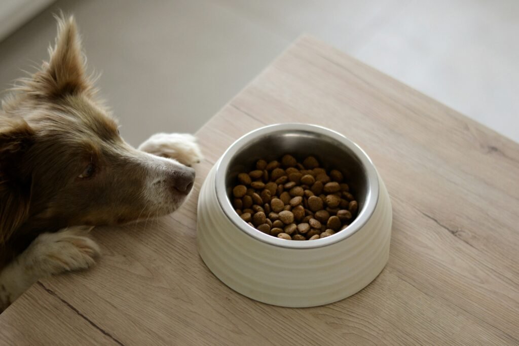 Are Bully Sticks Safe for Dogs featuring benefits, safety considerations, and expert tips for responsible chewing.