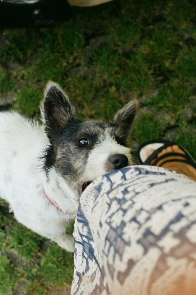 Why Does My Dog Lick Me So Much? guide to instinctive licking, social bonding, canine communication, health-related causes, and dog behavior.