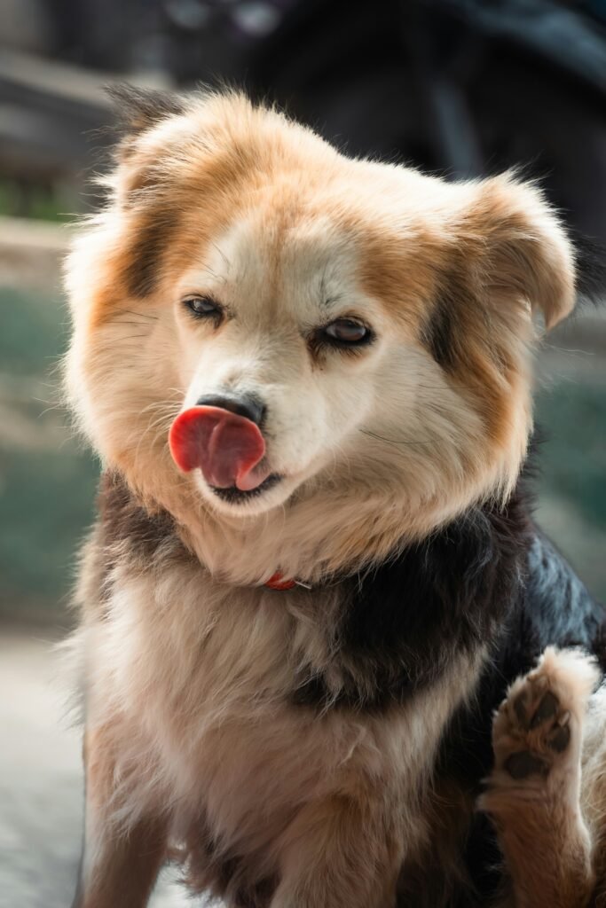 Why Does My Dog Lick Me So Much? covering canine licking habits, dog emotions, behavioral triggers, training advice, and pet behavior.