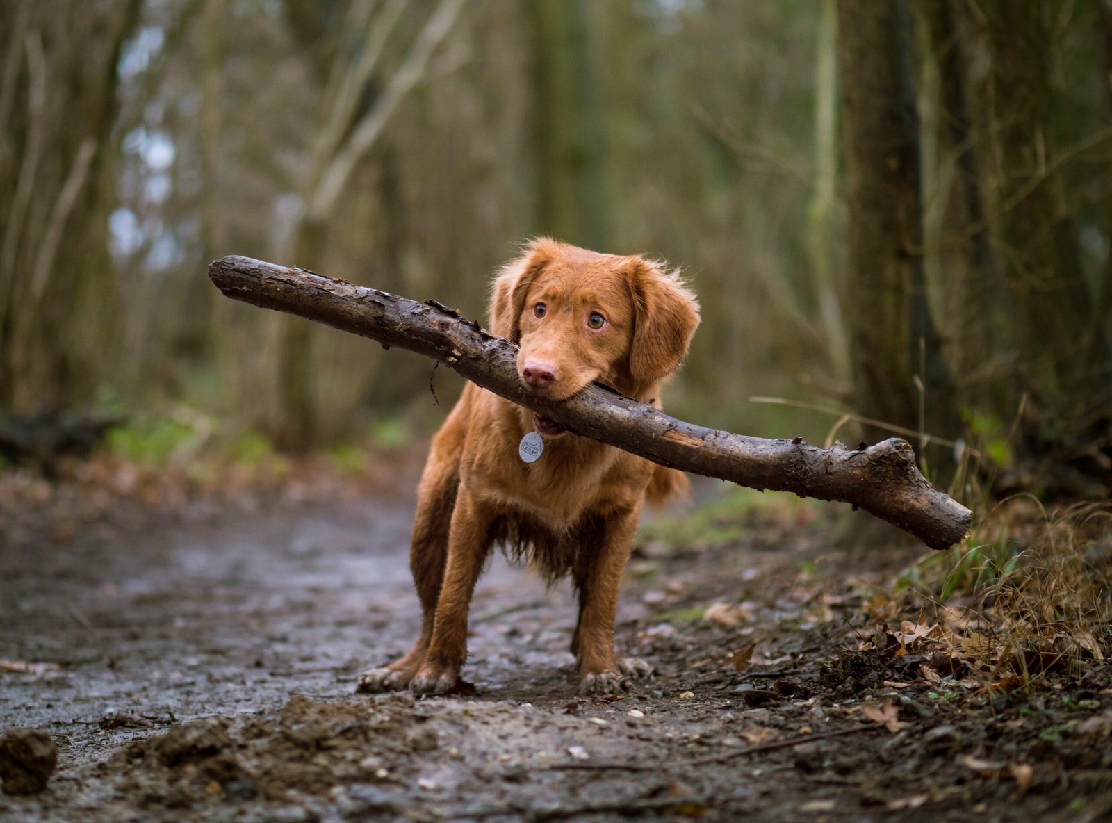 Are Bully Sticks Safe for Dogs explained with their benefits, potential risks, and safe chewing practices for dogs.