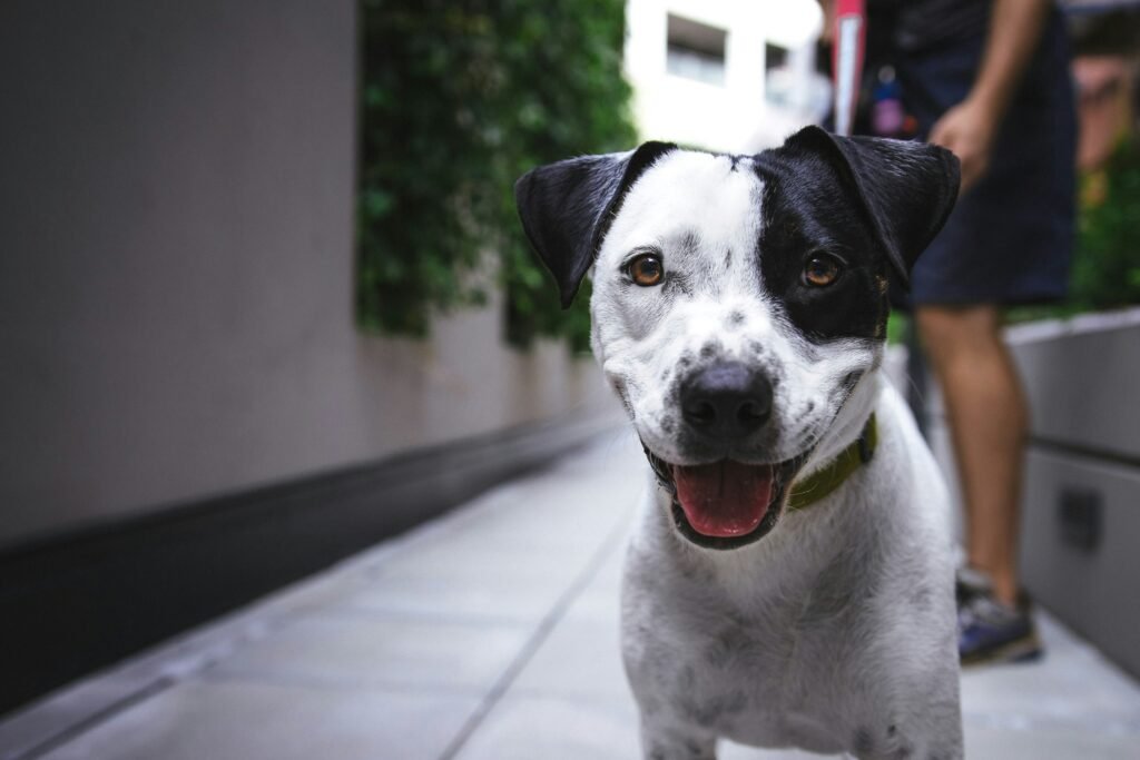 Are Bully Sticks Safe for Dogs with information on benefits, risks, and healthy chewing recommendations.