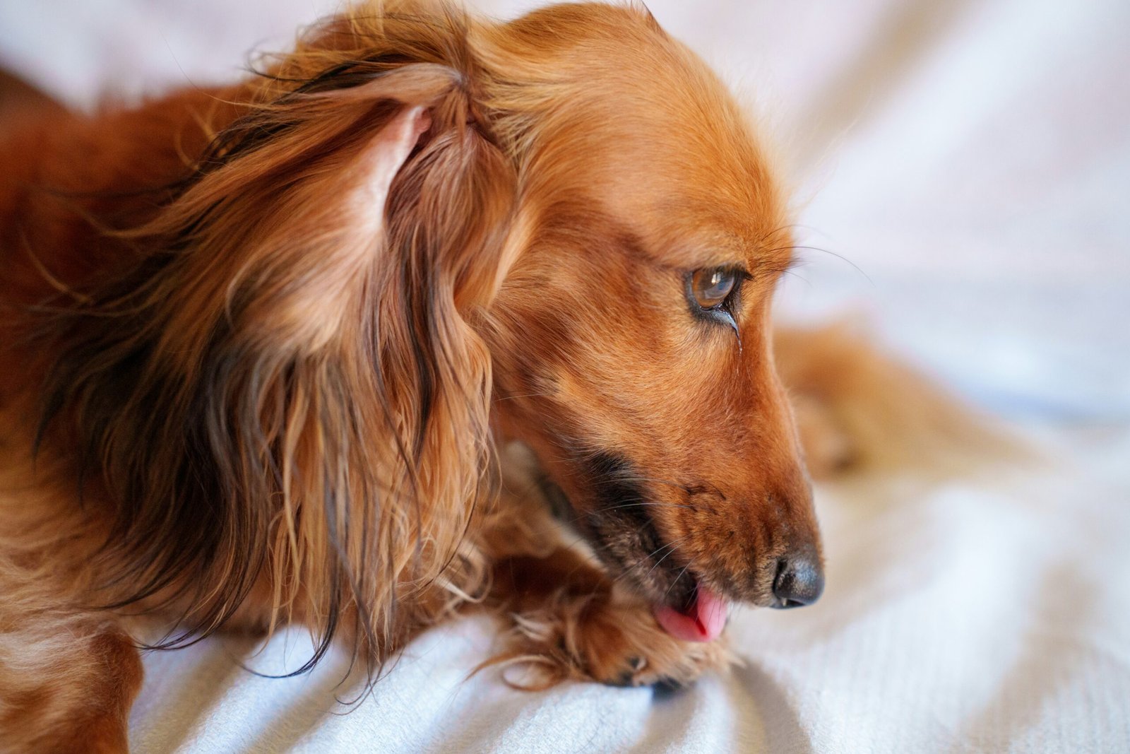 Why Does My Dog Lick Me So Much? featuring dog affection, canine communication, licking behavior, emotional bonding, and pet care.