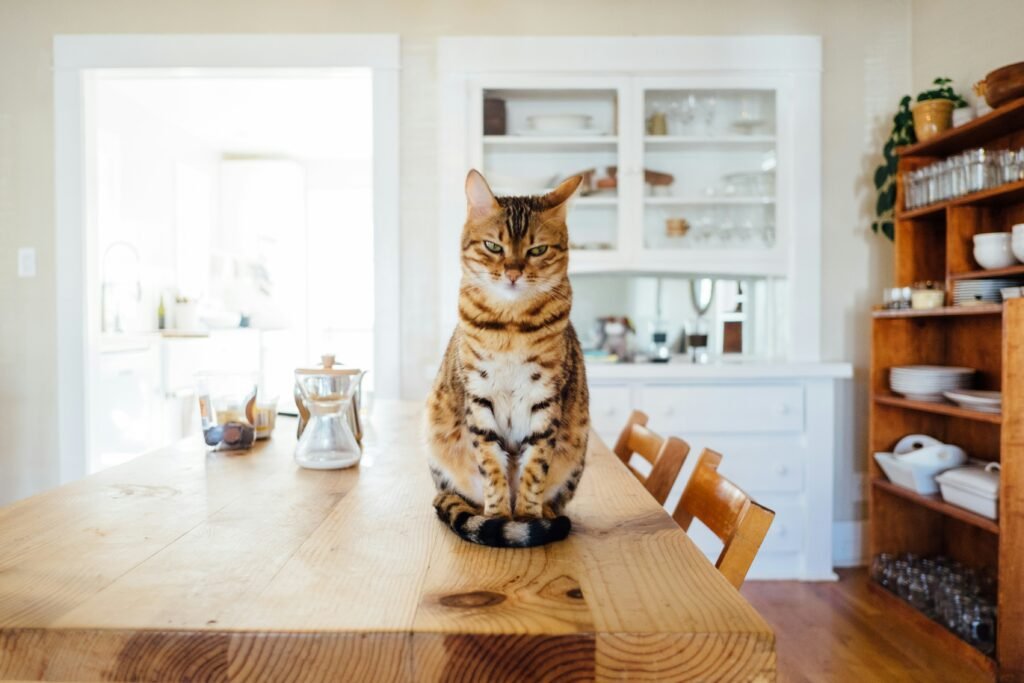 Why Do Cats Make Biscuits? covering feline kneading, emotional bonding, scent marking, kitten instincts, and cat behavior.