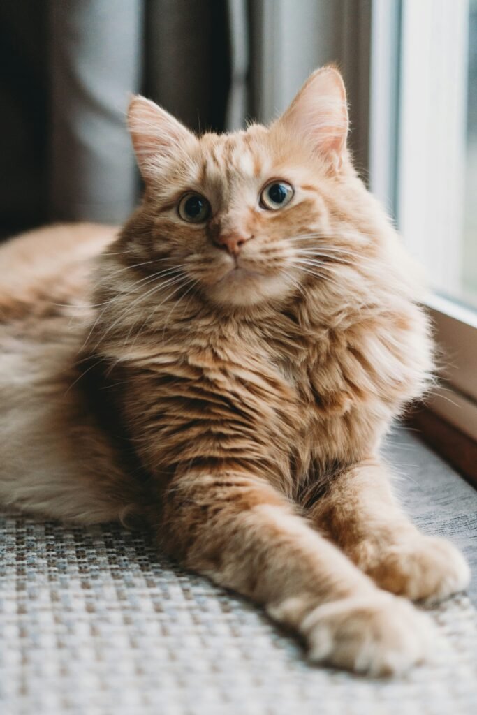 Why Do Cats Purr? guide to feline instincts, emotional well-being, communication, stress reduction, and purring behavior.