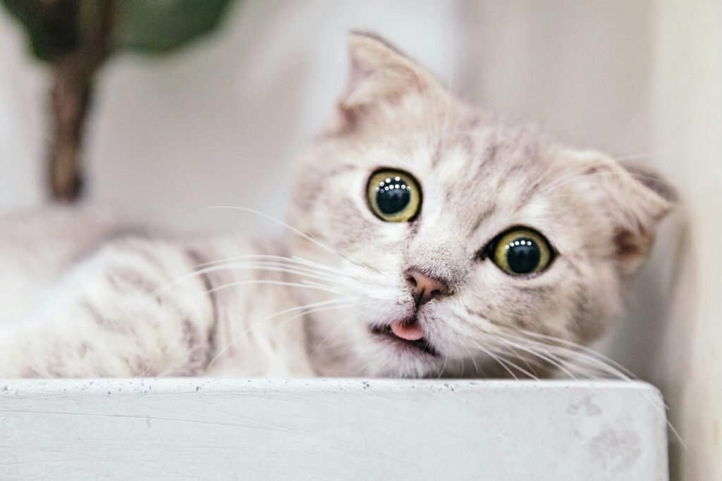 Why Do Cats Purr? covering purring behavior, cat emotions, healing effects, communication, and relaxation.