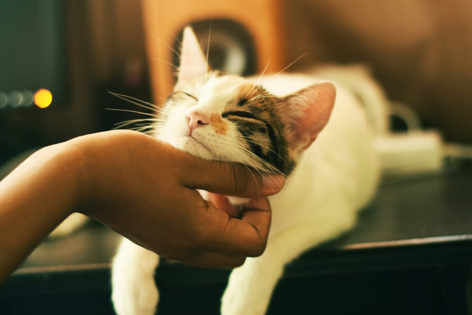 Why Do Cats Purr? featuring feline communication, emotional bonding, self-healing, relaxation, and the science of cat purring.